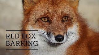 The Sound of a Fox Barking [upl. by Jedd]