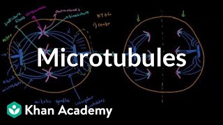 Microtubules  Cells  MCAT  Khan Academy [upl. by Silado]