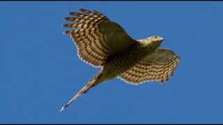 Sparrowhawk Bird Call Bird Song [upl. by Oloapnaig]