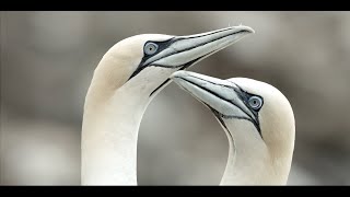 Gannet life in Newfoundland Canada [upl. by Raimundo]