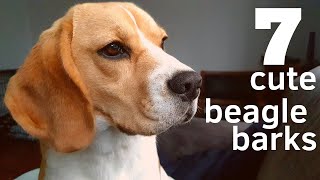 7 Cute Beagle Barks [upl. by Garey]