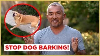 How to Stop Dog Barking  Cesar 911 [upl. by Jairia]