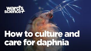 Caring and Culturing for Daphnia [upl. by Kirwin]