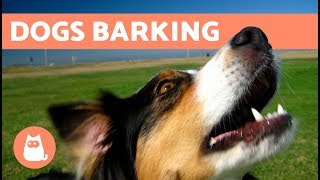 The Best Barking Dogs Compilation [upl. by Saxela]