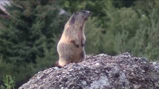 I quotfischiquot delle marmotte [upl. by Eelyram]