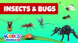 Identifying Arachnida and Insects  Insects and bugs for kids to learn about [upl. by Nager]