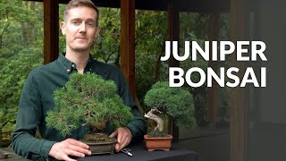 Juniper Bonsai tree care [upl. by Gmur]