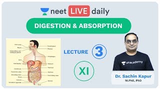 Digestion amp Absorption  Lecture 3  Unacademy NEET  LIVE DAILY  NEET Biology  Dr Sachin Kapur [upl. by Adnahsam876]