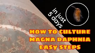 How to Culture Magna Daphnia Easily [upl. by Mikes262]