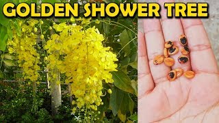 HOW TO GROW AMALTAS TREE FROM SEED CASSIA FISTULA GOLDEN SHOWER TREE  Sprouting Seeds [upl. by Mcclelland]