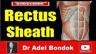 Rectus Sheath Dr Adel Bondok Making Anatomy Easy [upl. by Lesli142]