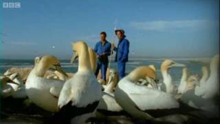 Epic Gannet Journeys  Animal Camera  BBC Earth [upl. by Esirtal151]