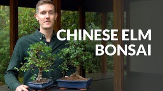 Chinese Elm Bonsai care Ulmus [upl. by Eimerej78]