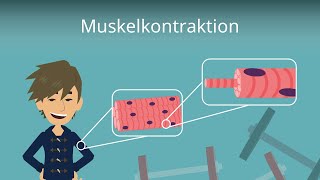 Muskelkontraktion einfach erklärt [upl. by Rozanna]