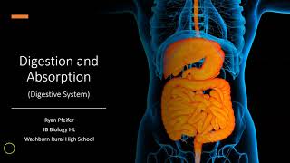 Digestion and Absorption  Digestive System [upl. by Cherice241]