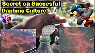 How to Culture Daphnia Successfully [upl. by Lynnette383]