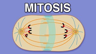 MITOSIS CYTOKINESIS AND THE CELL CYCLE [upl. by Anaxor723]