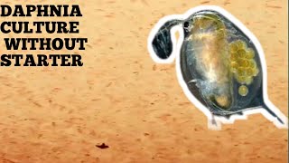 HOW TO CULTURE DAPHNIA NATURALLY WITHOUT A STARTER [upl. by Yentruoc328]