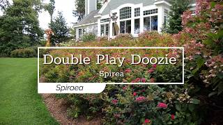 30 Seconds with Double Play Doozie® Spirea [upl. by Towny]