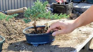 Bonsai Basics  Watering your Bonsai Tree [upl. by Farmer]