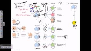 Cytokines and cytokine receptors [upl. by Ardys292]