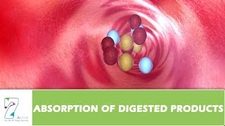 ABSORPTION OF DIGESTED PRODUCTS [upl. by Latin422]