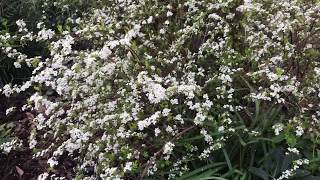 Plant Review Spirea thunbergii Ogon [upl. by Nais479]