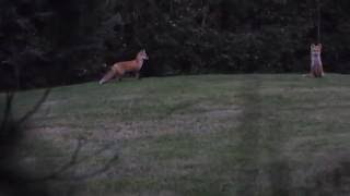 Red Fox Barking [upl. by Archer]