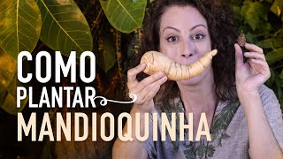 Aprenda a cultivar MANDIOQUINHA em VASOS [upl. by Cedar604]