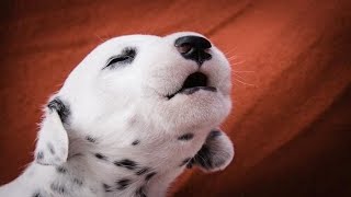 Puppies Barking  Cute Puppies Barking Compilation [upl. by Mikal512]