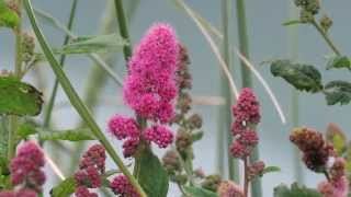 Rose Spirea Spiraea douglasii [upl. by Nanette]