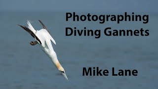 Photographing diving Gannets [upl. by Chiaki]