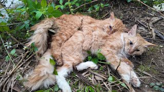 Touching Story About A Family Of Cats Hugging Each Other To Their Last Breath In The Harsh Cold [upl. by Nagy510]