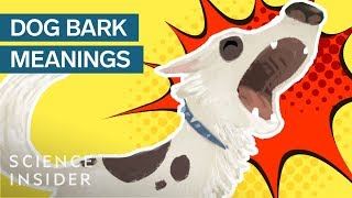 What Different Dog Barks Mean [upl. by Drofiar]