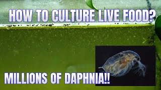 How to Culture Daphnia Secret Method to Breed MILLIONS  Simply Aquatic [upl. by Ezitram]