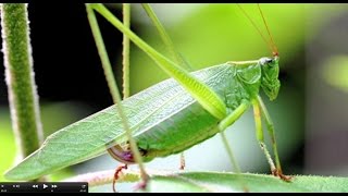 Understanding Insect Sounds Natures Orchestra [upl. by Lipscomb]