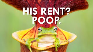 You Won’t Believe What Pitcher Plants Charge In Rent [upl. by Gabbie]