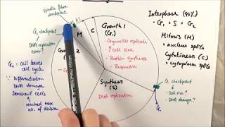 AS Biology  Cell cycle OCR A Chapter 61 [upl. by Hernardo]