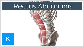 Rectus Abdominis Muscle Overview  Anatomy  Kenhub [upl. by Iek]