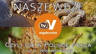 Węże w Polsce  część 2 żmija zygzakowata Vipera berus [upl. by Agem]