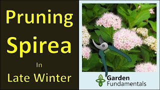 Pruning Spirea Shrubs winter prune for more flowers [upl. by Wolenik]