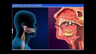 CBSE Class 11 Biology  Digestion of Food [upl. by Smail]