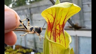 Pitcher Plant eating large Locusts [upl. by Uhp]