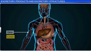 CBSE Class 11 Biology  Excretory Products and Their Elimination  Full Chapter  By Shiksha [upl. by Esinrahc]