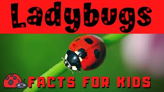 Ladybug Facts for Kids  Bug or Beetle [upl. by Jerad]