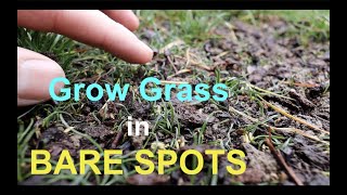 How to seed BARE SPOTS in your LAWN [upl. by Ruon]