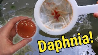 How I Culture Daphnia In Outdoor Tubs [upl. by Nogem514]