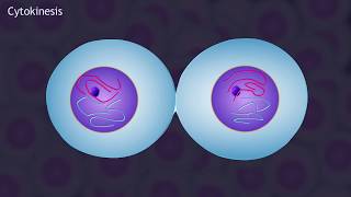 Mitosis and the Cell Cycle Animation [upl. by Quiteri]