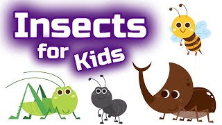 Insects for Kids [upl. by Allesor]