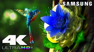 4K ULtra HD  SAMSUNG UHD Demo׃ LED TV [upl. by Barty768]